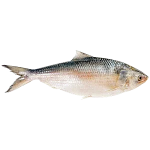 Hilsa Fish